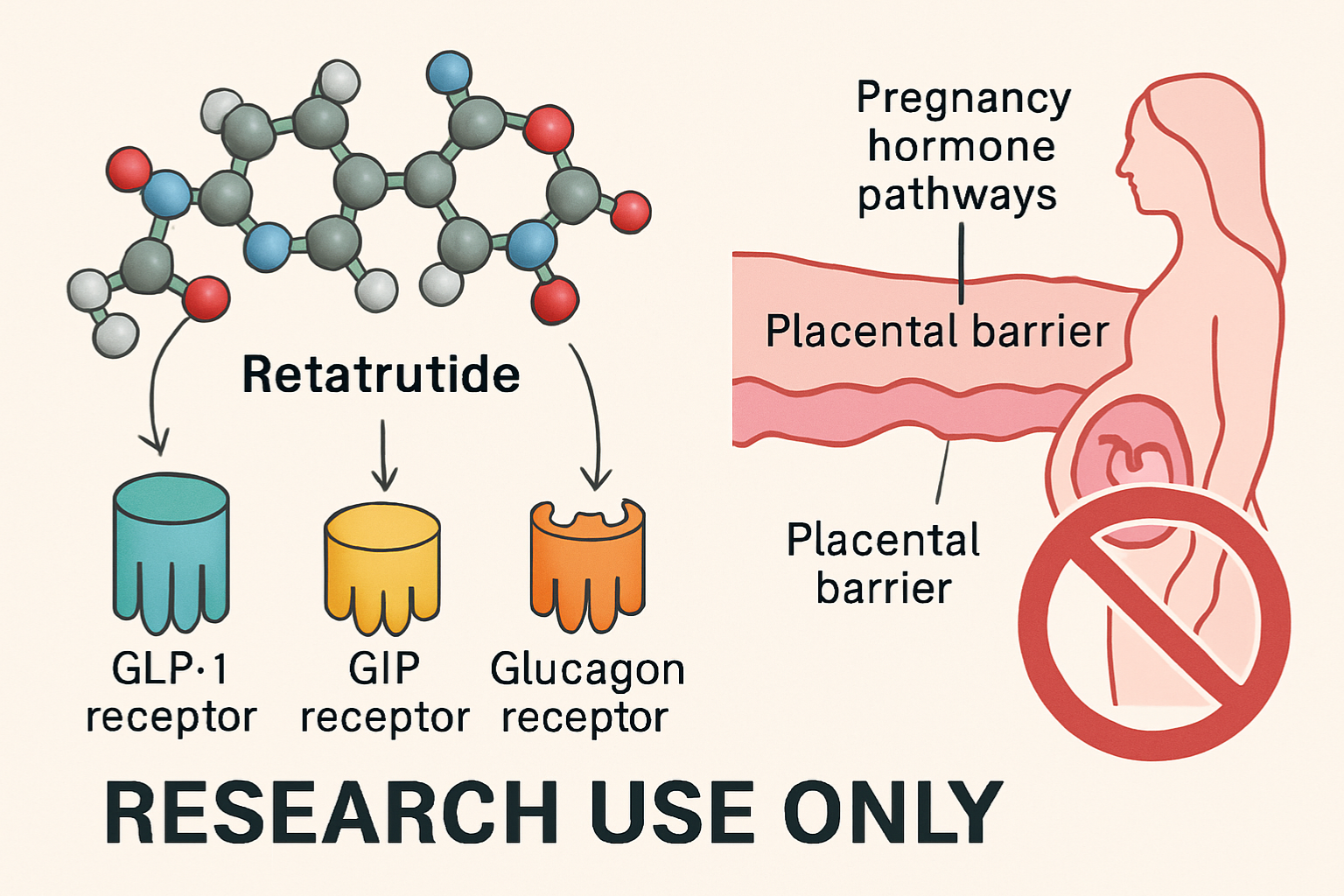 retatrutide pregnancy