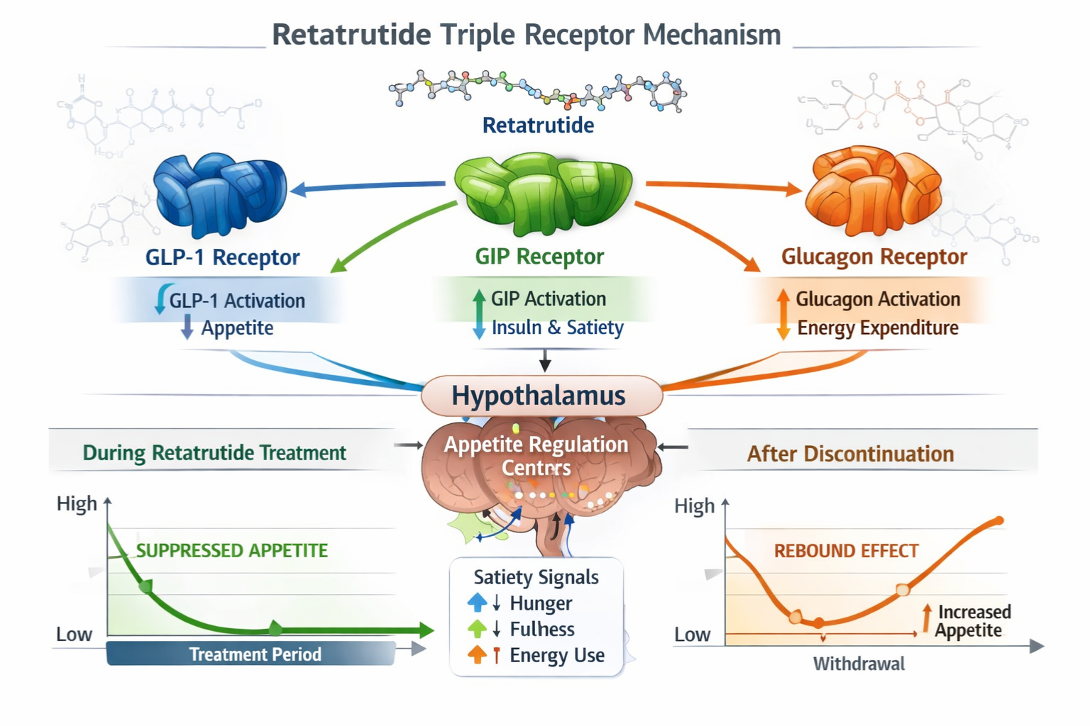 retatrutide rebound appetite